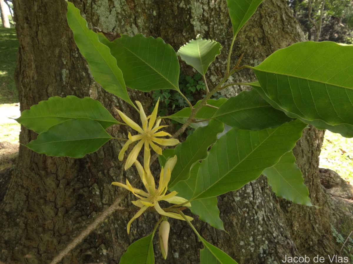 Magnolia champaca (L.) Baill. ex Pierre